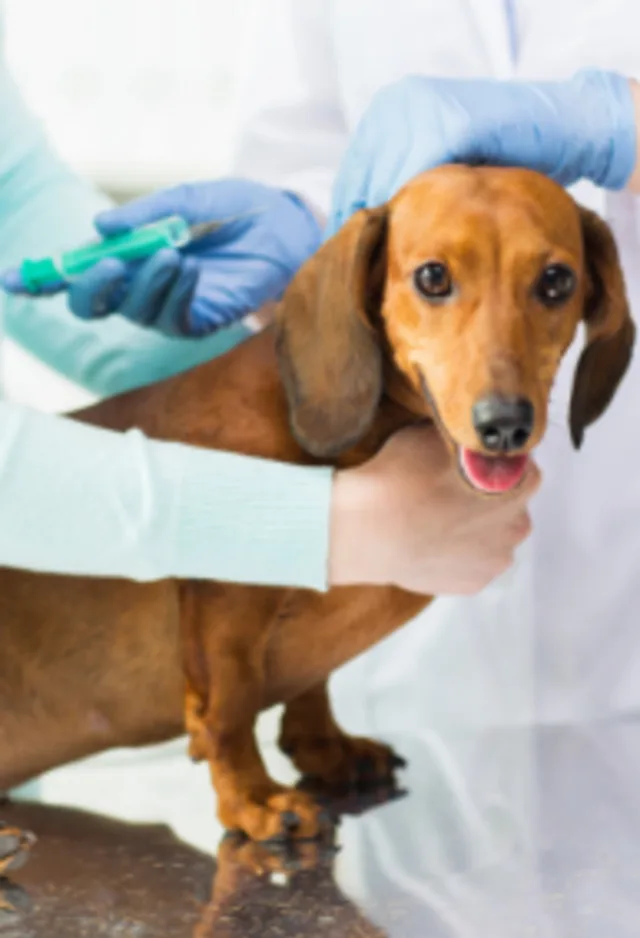 Small Brown Dog Getting Vaccinated